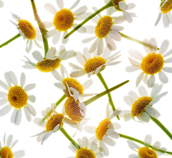 Roman Chamomile-Roman chamomile extract-Anthemis nobilis flower extract