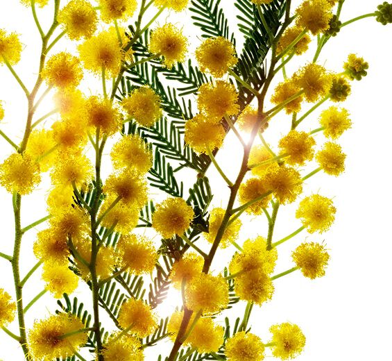 Acacia Senegal Tree-Acacia micropearls-Acacia Senegal gum