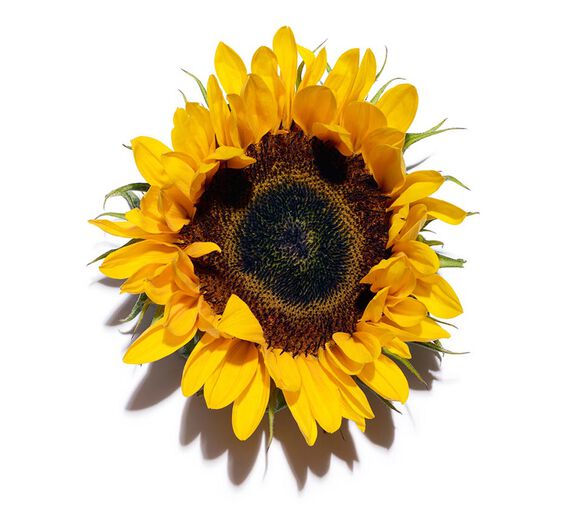 Sunflower-Sunflower extract-Helianthus annuus (sunflower) seed extract