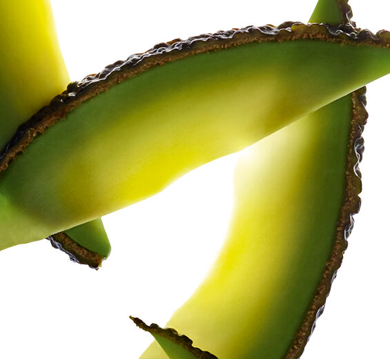 Avocado tree-Avocado peptides-undefined