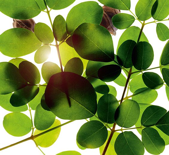 Moringa-Moringa extract-Moringa oleifera seed extract