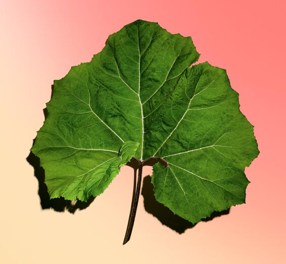 Petasites-Organic petasites extract-Petasites hybridus leaf extract