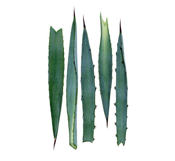 Blue Agave-Blue agave extract-Agave tequilana leaf extract