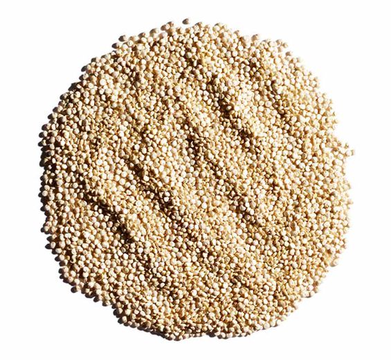 Quinoa-Quinoa extract-Chenopodium quinoa seed extract
