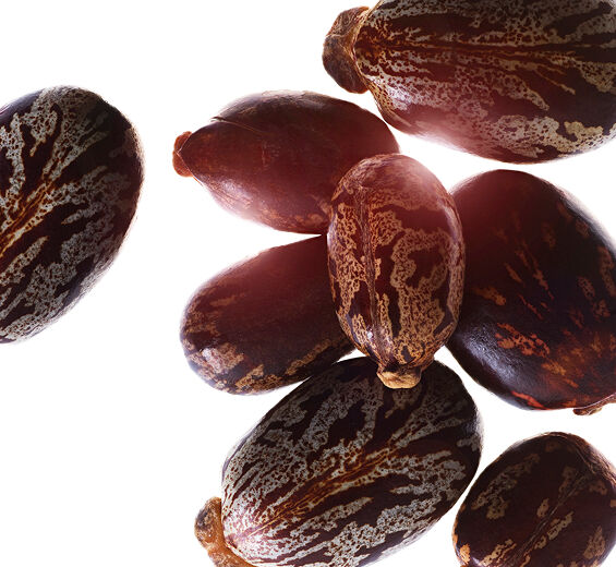 Castor Bean-Organic castor oil-Ricinus communis (castor) seed oil