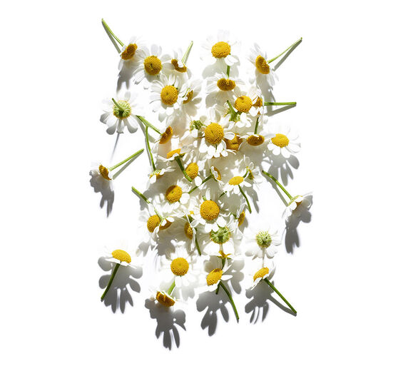 Roman Chamomile-Roman chamomile extract-Anthemis nobilis flower extract