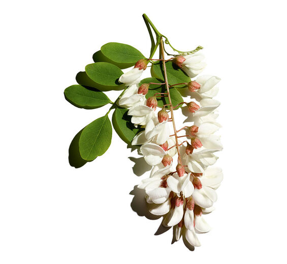Robinia-Robinia flower water-Robinia pseudoacacia flower extract