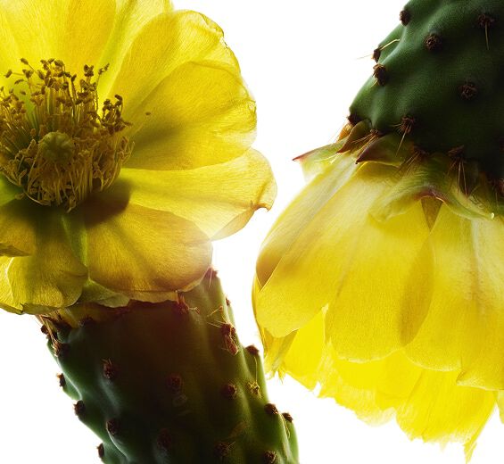 Nopal-Nopal extract-Hydrolyzed opuntia ficus-indica flower extract
