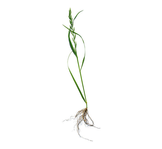 Agropyron-Organic agropyron extract-Agropyron repens root extract