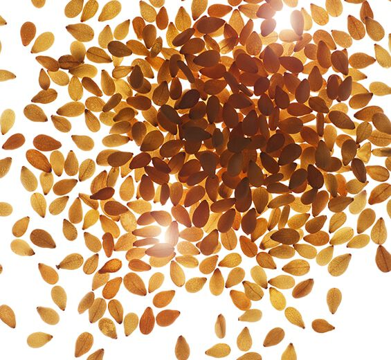 Sesame-Organic sesame oil-Sesamum indicum (sesame) seed oil