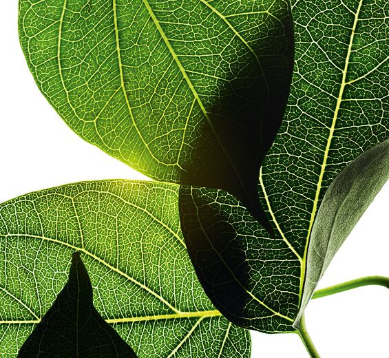 Gymnema-Gymnema extract-Gymnema sylvestre leaf extract