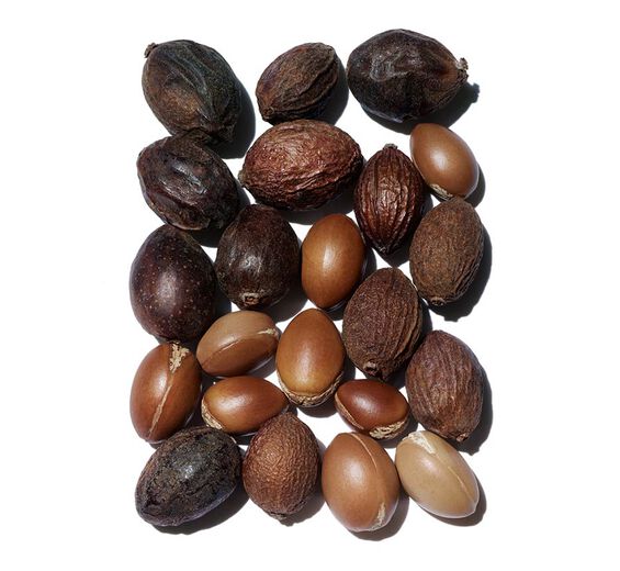Argan Tree-Organic argan oil-Argania spinosa kernel oil