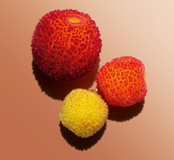 Strawberry Tree-Organic strawberry tree fruit extract-Arbutus unedo fruit extract