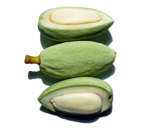 Almond Tree-Organic sweet almond oil-Prunus amygdalus dulcis (sweet almond) oil