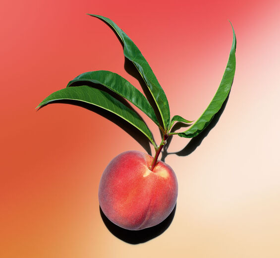 Peach Tree-Peach tree milk-Prunus persica (peach) leaf extract