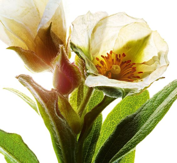 Montpellier Rock-rose-Organic montpellier rock-rose extract-Cistus monspeliensis extract