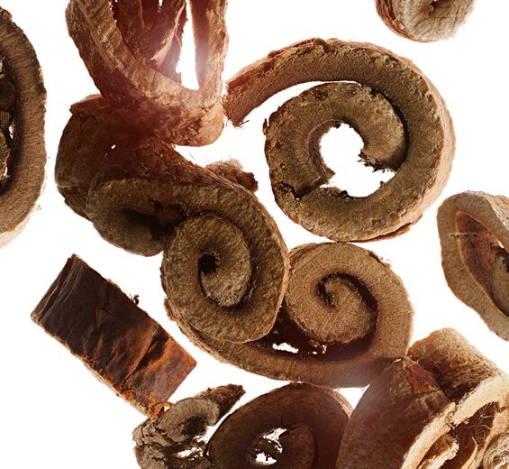 White Mulberry-Organic white mulberry extract-Morus alba root extract