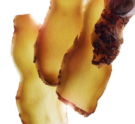 Zerumbet Ginger-Zerumbet ginger extract-Zingiber zerumbet extract