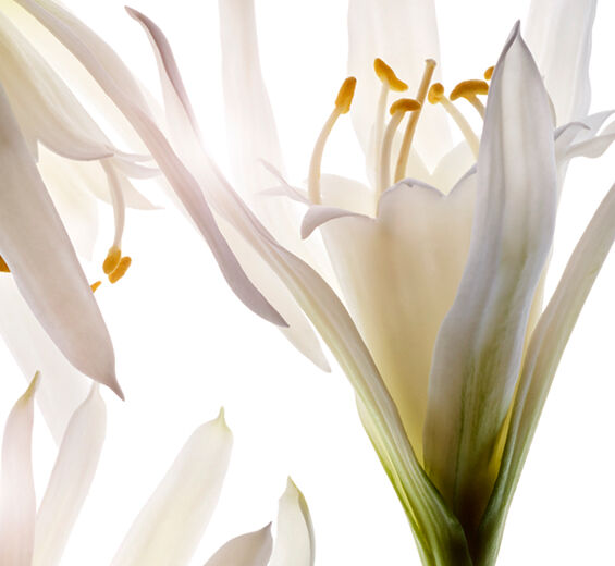Sea Lily-Organic sea lily extract (hydrating)-Pancratium maritimum extract