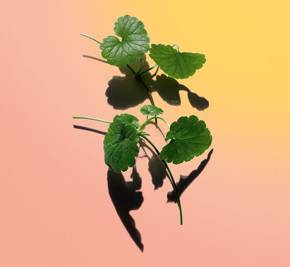 Centella Asiatica-Asiaticosid-Asiaticoside