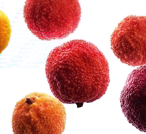 Strawberry Tree-Organic strawberry tree fruit extract-Arbutus unedo fruit extract