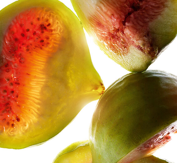 Fig Tree-Fig extract-Ficus carica (fig) fruit extract