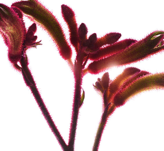Kangaroo Flower-Organic kangaroo flower extract-Anigozanthos flavidus extract