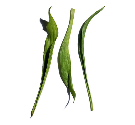 Narrow-leaf Plantain-Narrow-leaf plantain extract-Plantago lanceolata leaf extract