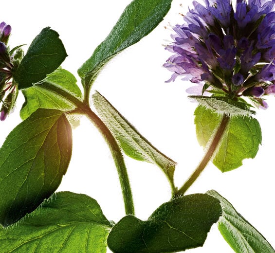Water Mint-Organic water mint-Mentha aquatica leaf extract