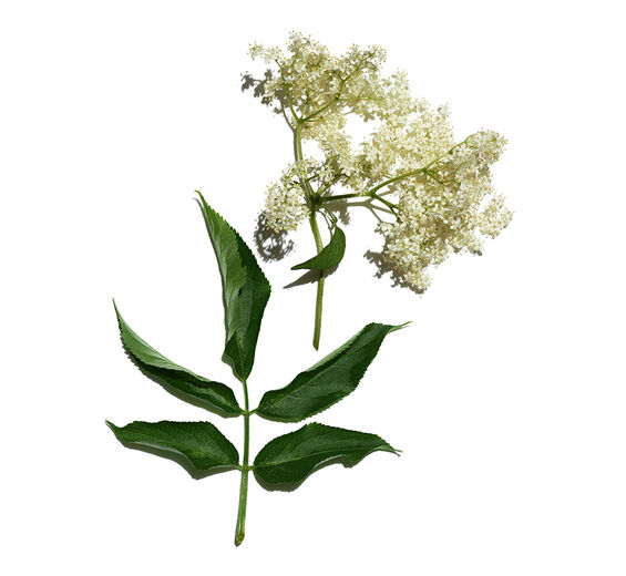 Elder-Organic elder extract-Sambucus nigra flower extract