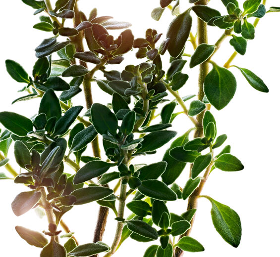 Lemon Thyme-Lemon thyme extract-Thymus citriodorus flower/leaf extract