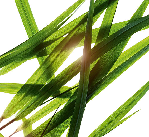 Bison Grass-Bison grass extract-Hierochloe odorata extract