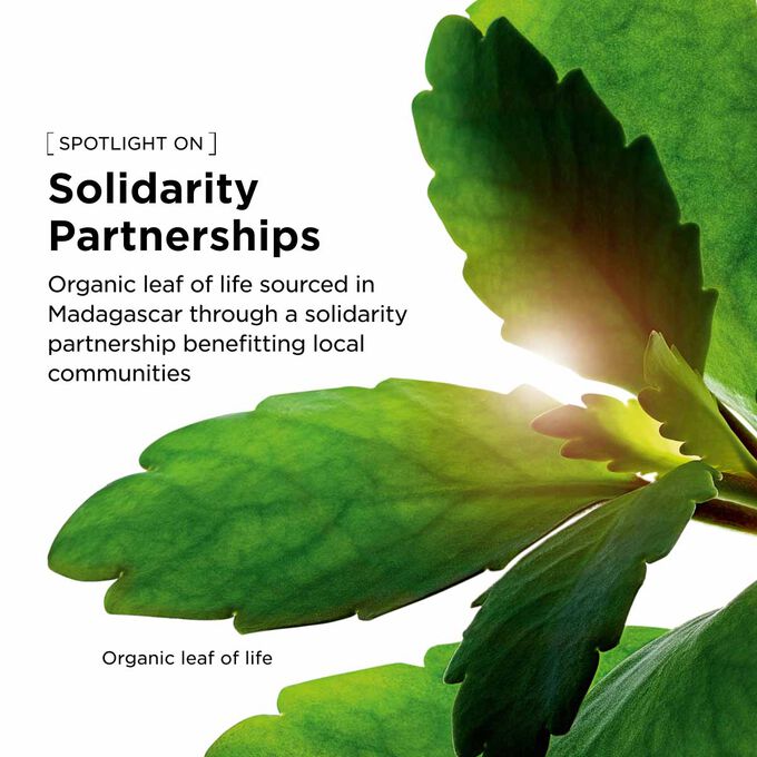 Organic leaf of life extract grown at the Clarins Domain using regenerative agriculture for our hydrating facial emulsion.