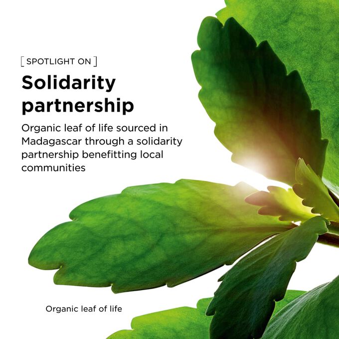 Green botanical leaves detailing the solidarity partnership and natural components behind this serum foundation.