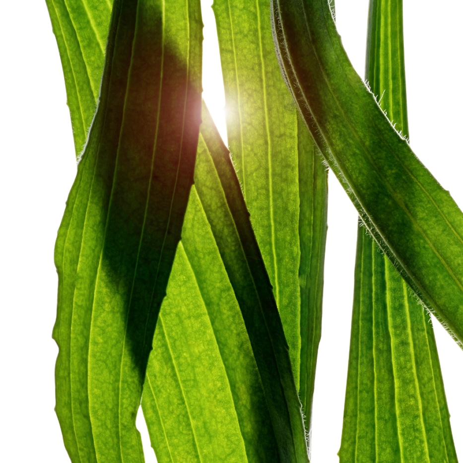 Narrow-leaf Plantain-Narrow-leaf plantain extract-Plantago lanceolata leaf extract