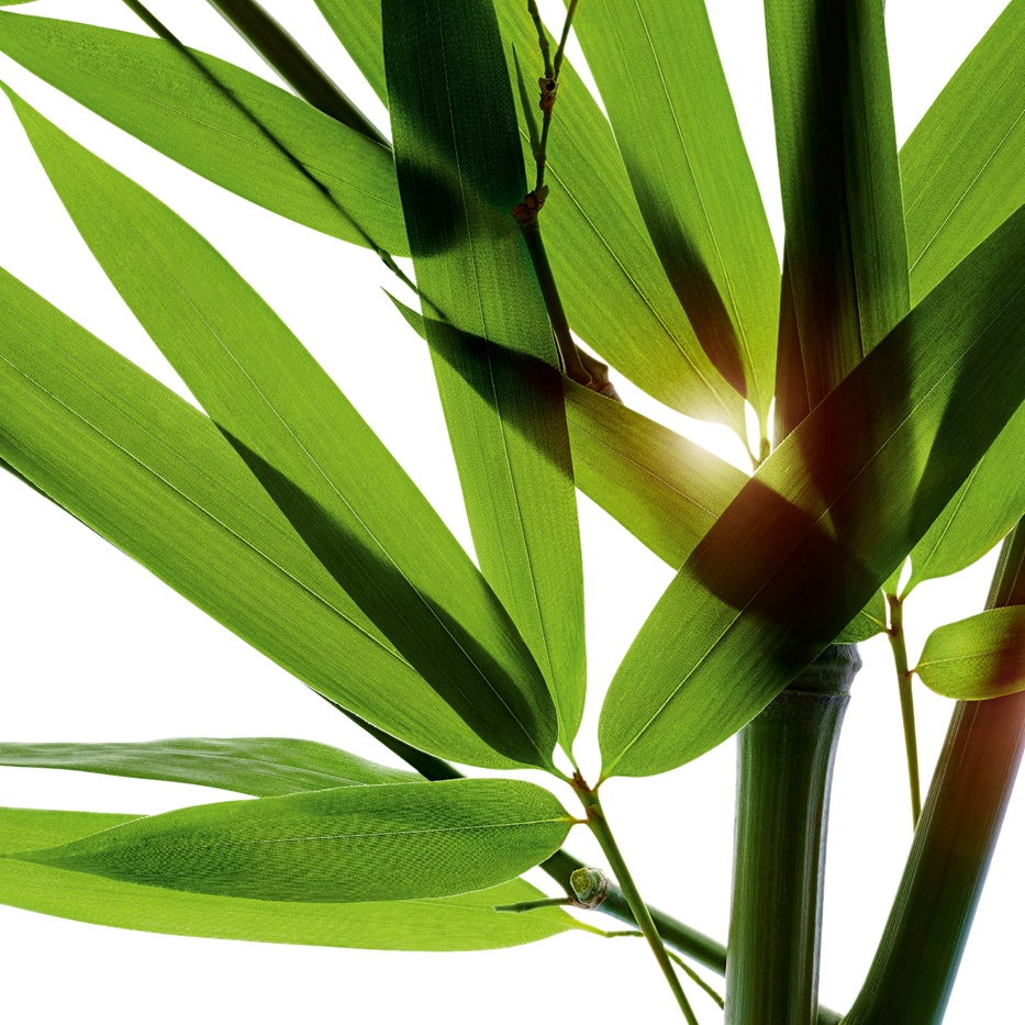 Bamboo-Bamboo powder-Bambusa arundinacea stem extract