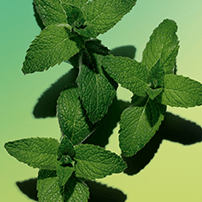 Water mint