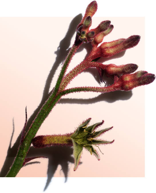 Kangaroo Flower