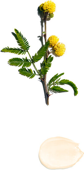 Cassia flower