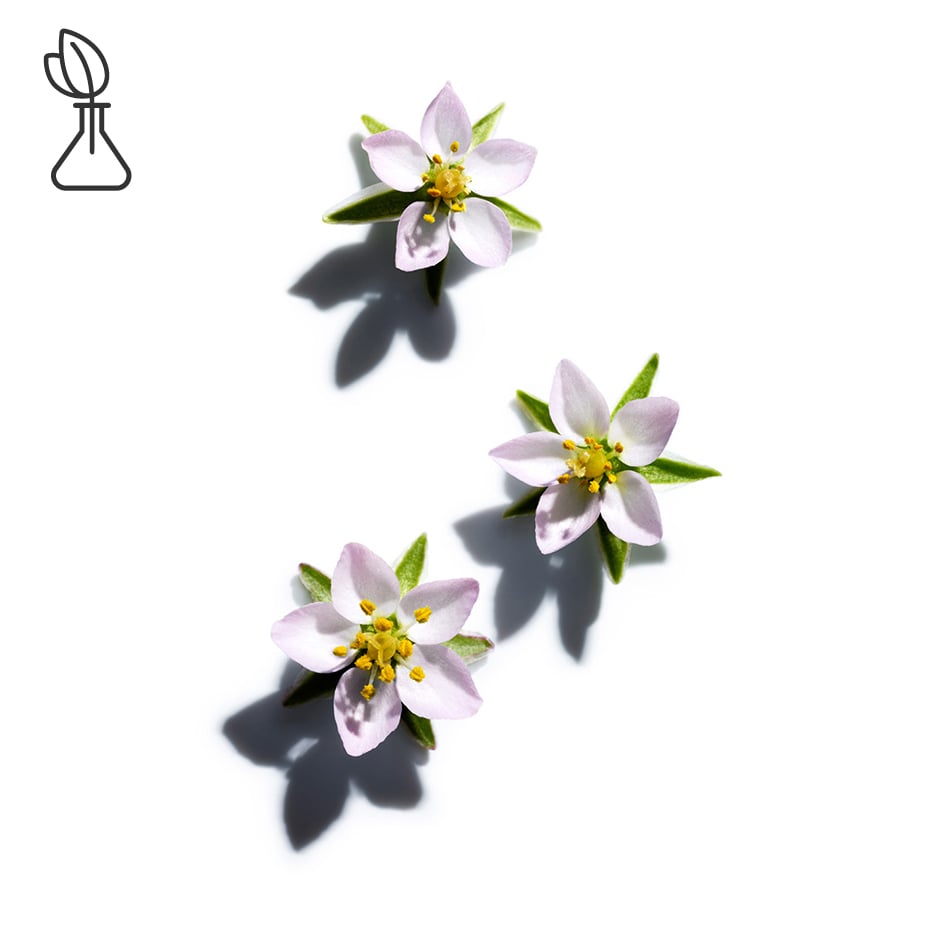Sandspurry-Sandspurry extract-Spergularia rubra extract