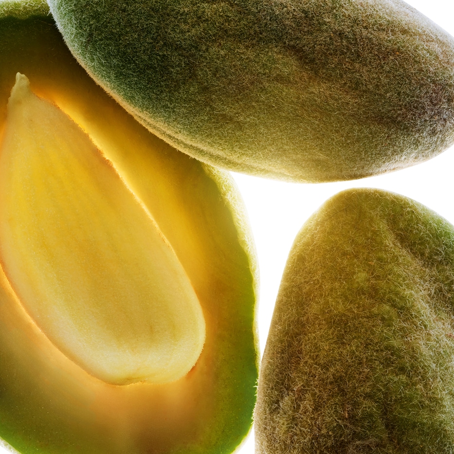 Almond Tree-Organic sweet almond oil-Prunus amygdalus dulcis (sweet almond) oil