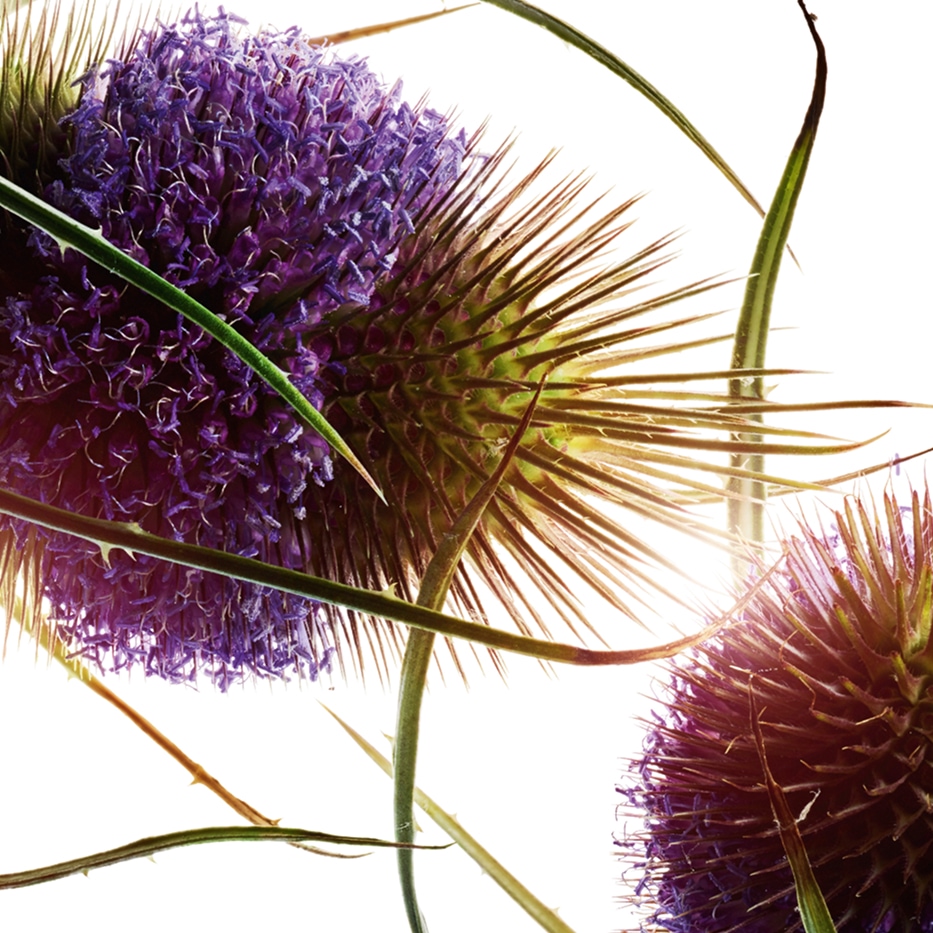 Teasel-Teasel extract-Dipsacus sylvestris extract