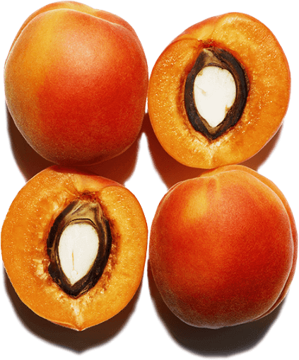 Apricots