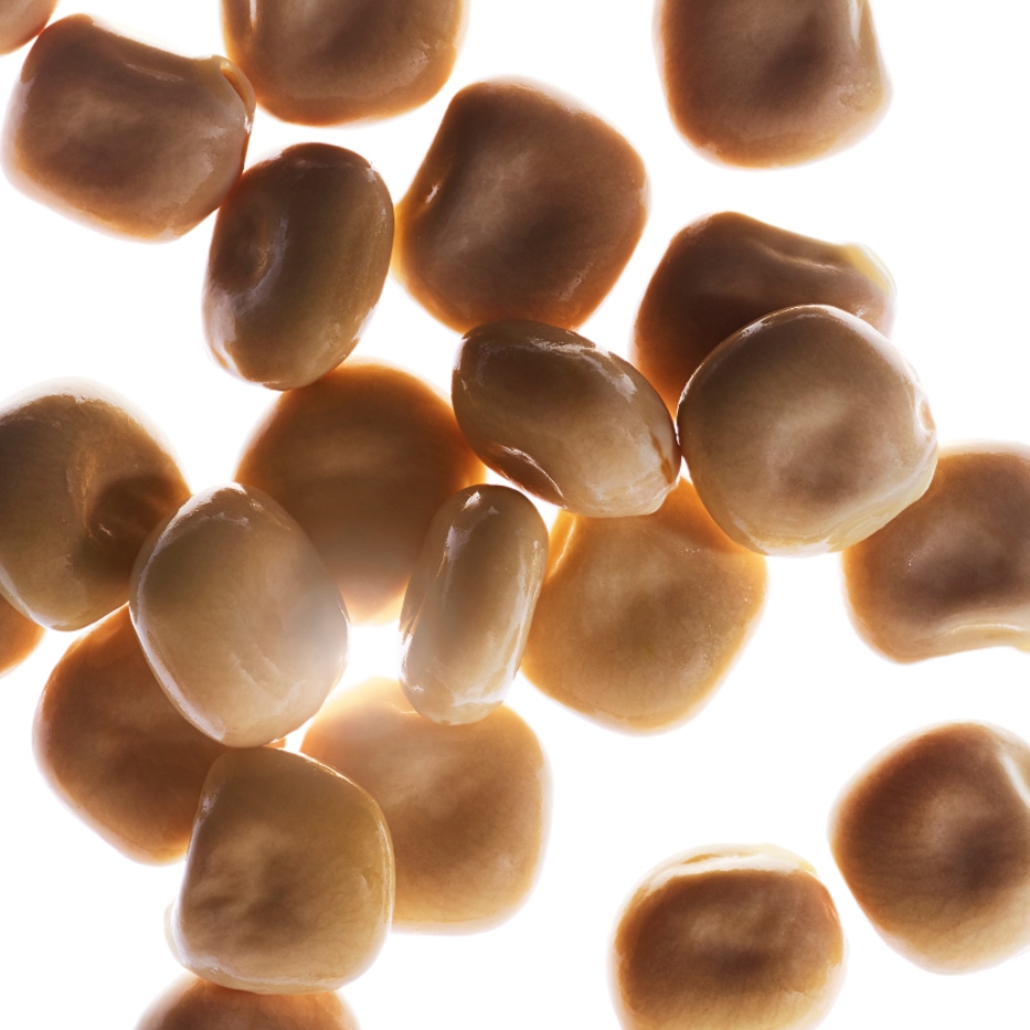 White Lupine-Organic white lupine extract-Hydrolyzed lupine protein