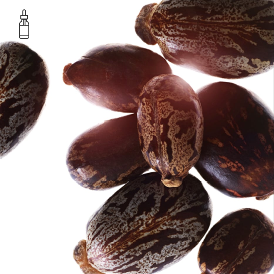Castor Bean-Organic castor oil-Ricinus communis (castor) seed oil