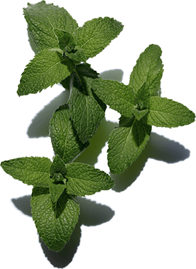 Field Mint