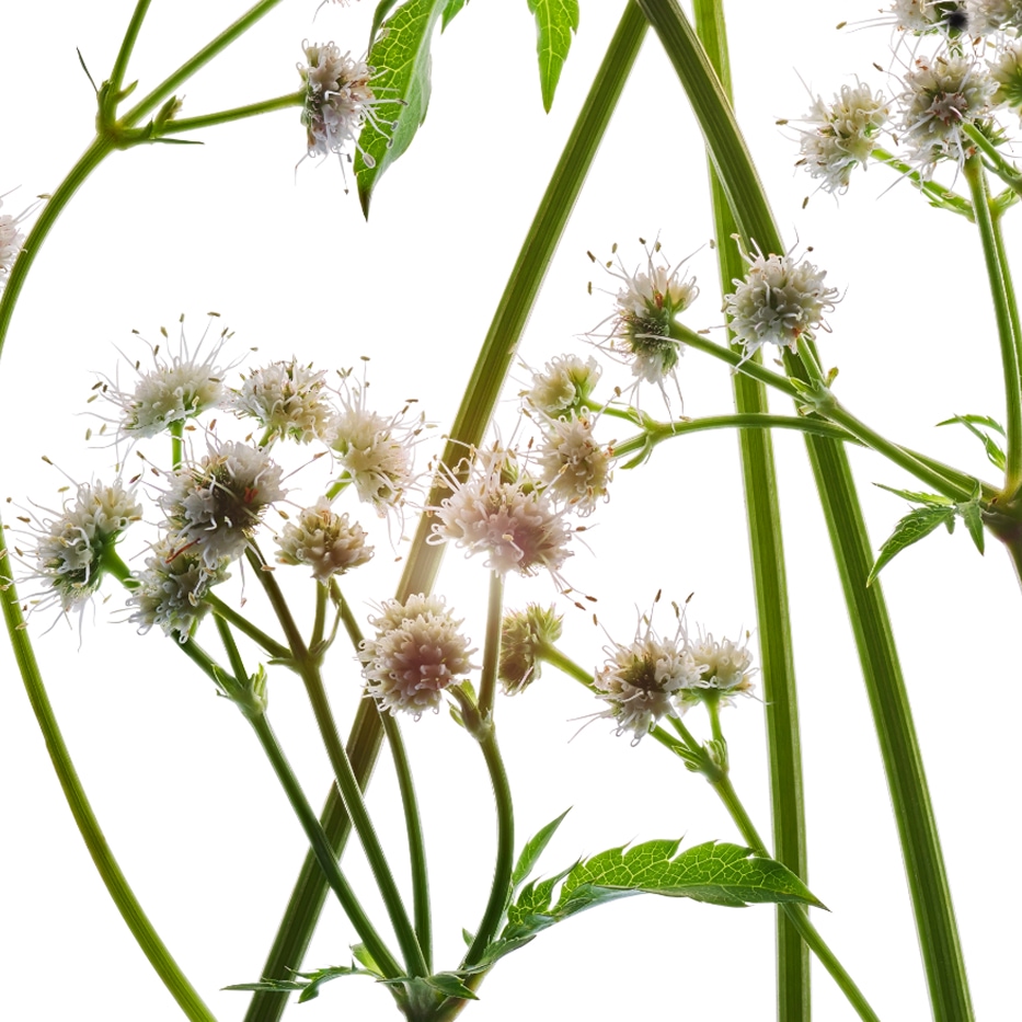 Sanicle-Organic sanicle extract-Sanicula europaea extract