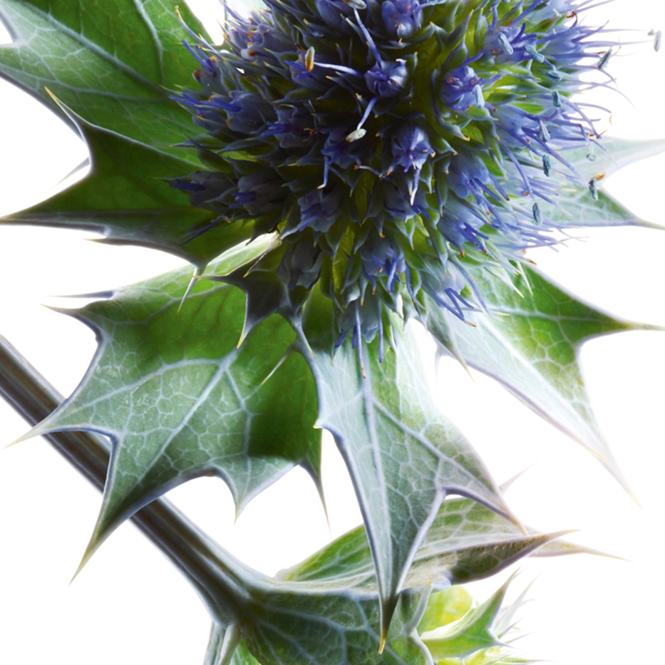Sea holly-Organic sea holly extract-Eryngium maritimum extract