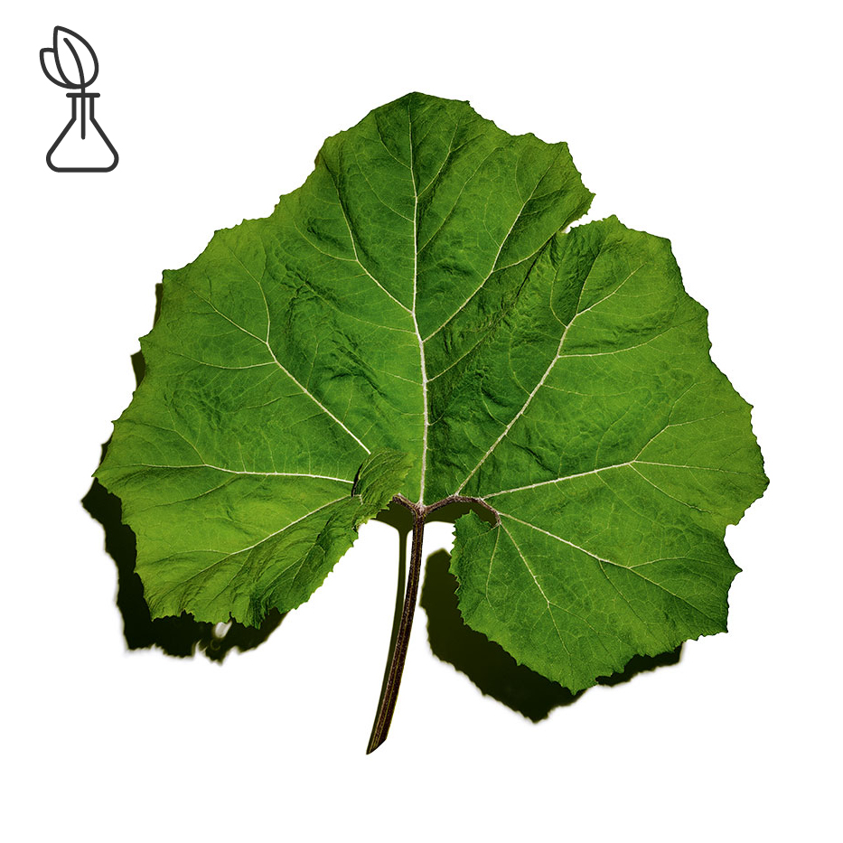 Petasites-Organic petasites extract-Petasites hybridus leaf extract
