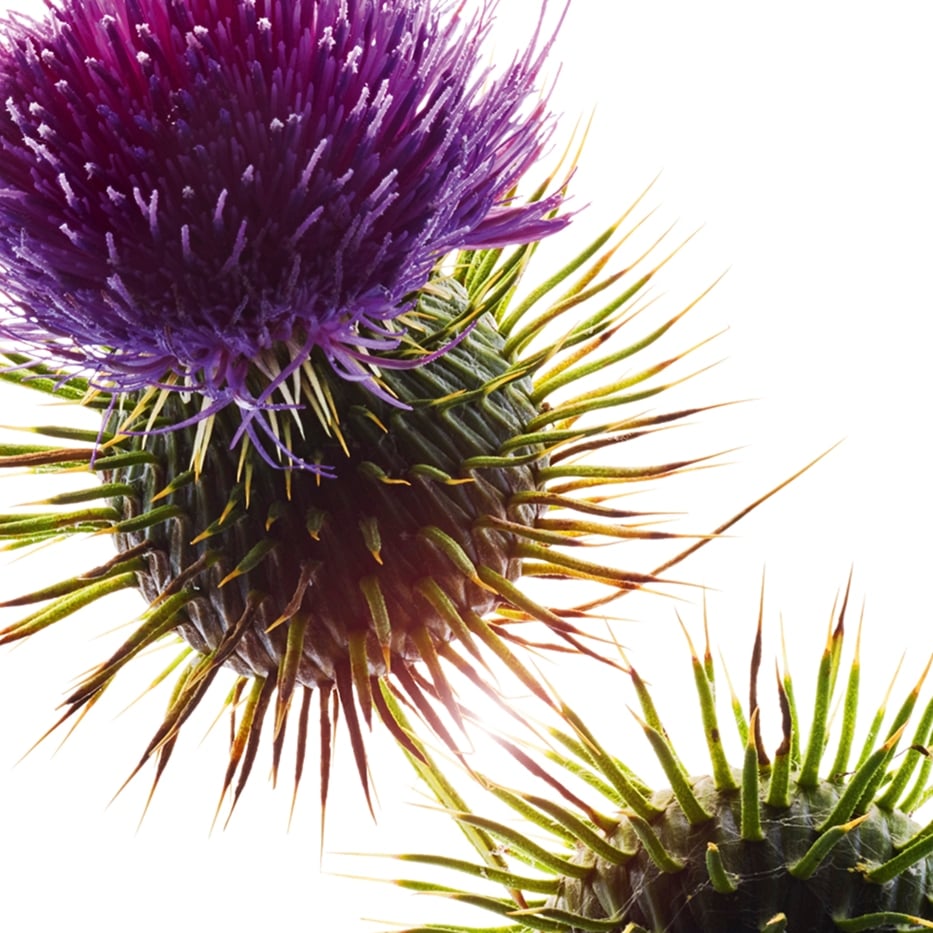 Mary&rsquo;s Thistle-Organic mary&rsquo;s thistle oil-Silybum marianum seed oil